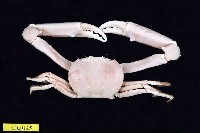 藏品(長手隆背蟹)的圖片